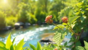 Learn how to get dmt naturally with an artistic depiction of the Mimosa hostilis plant.